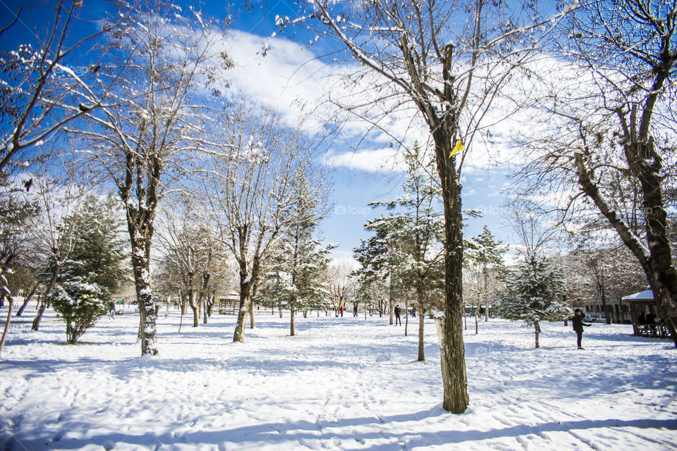 Beautiful winter and white forest