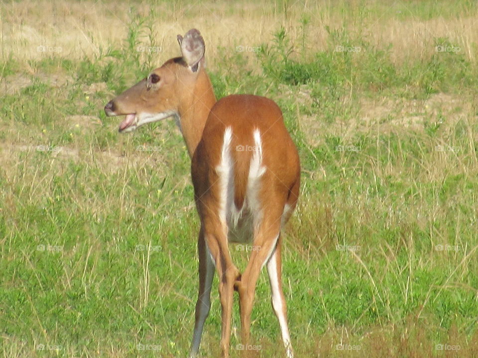 Whitetail doe eating