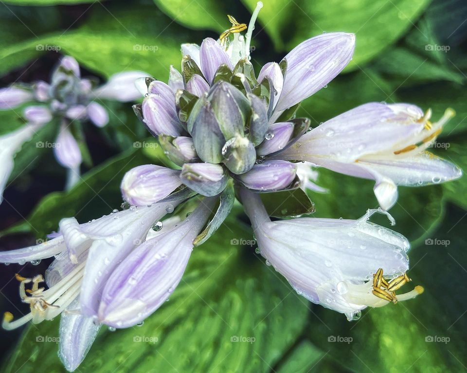 Water droplets on a plantain lily