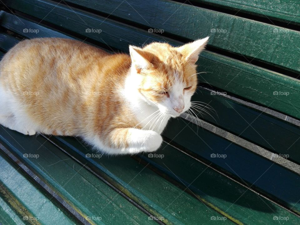 Resting on a bench in the sun
