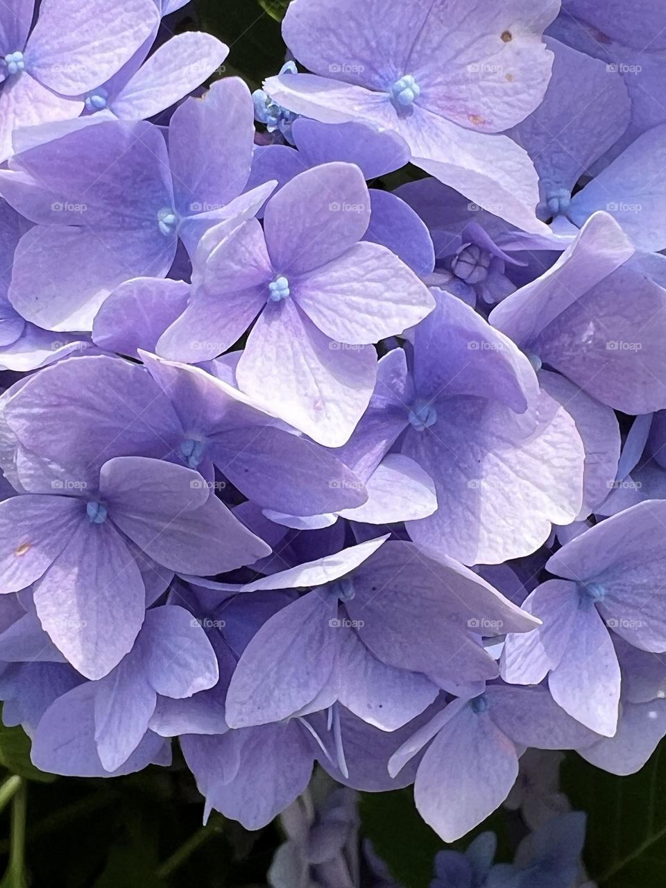 Hydrangea 