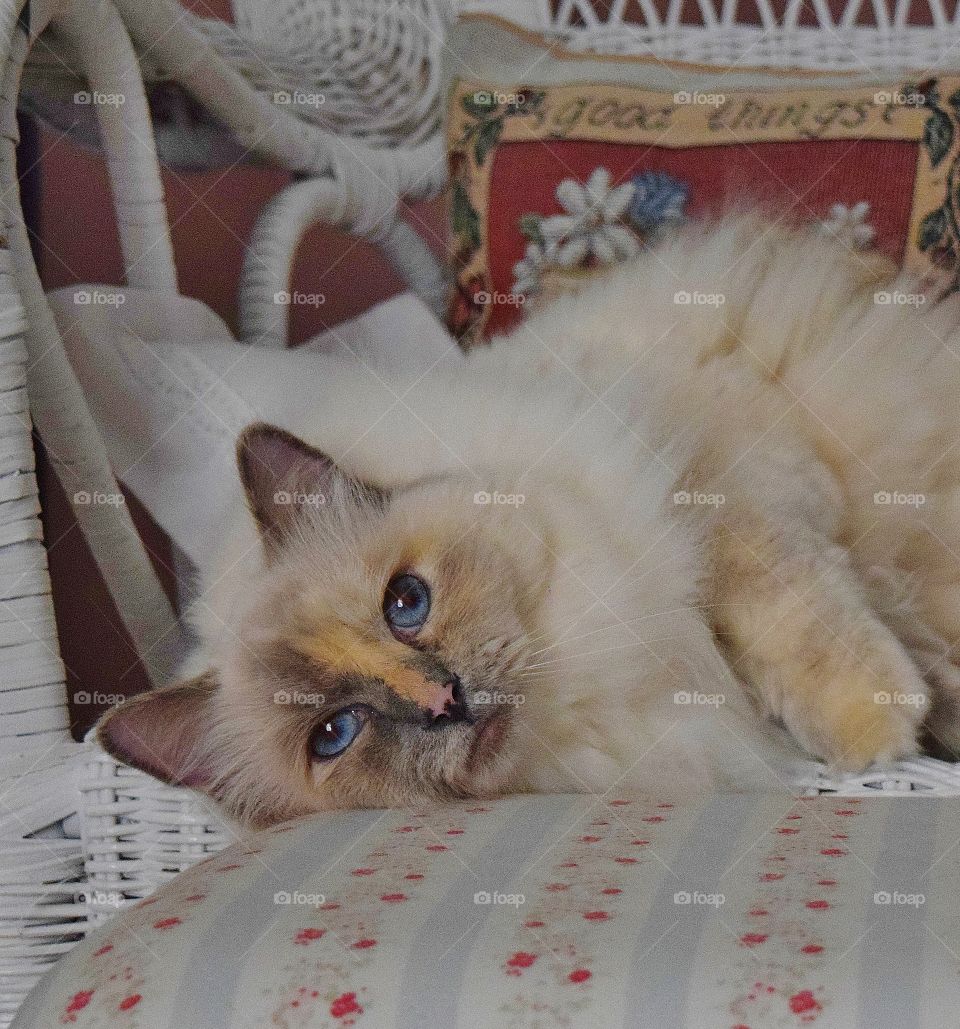 Ragdoll cat