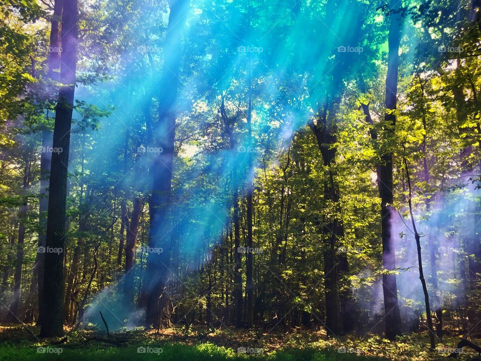 Abstract image of colorful blue and purple fog and light rays in a dense forest of lush green trees 