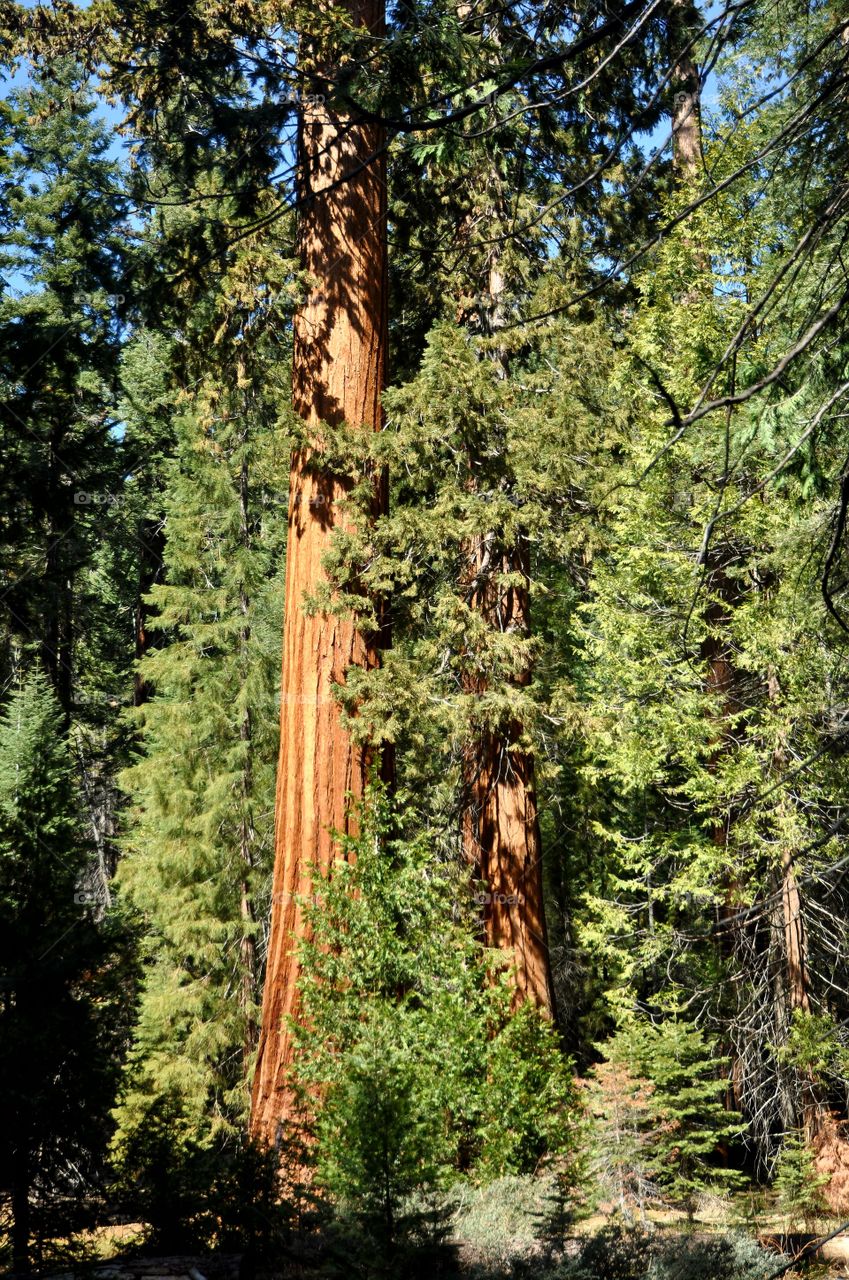 Sequoia National park