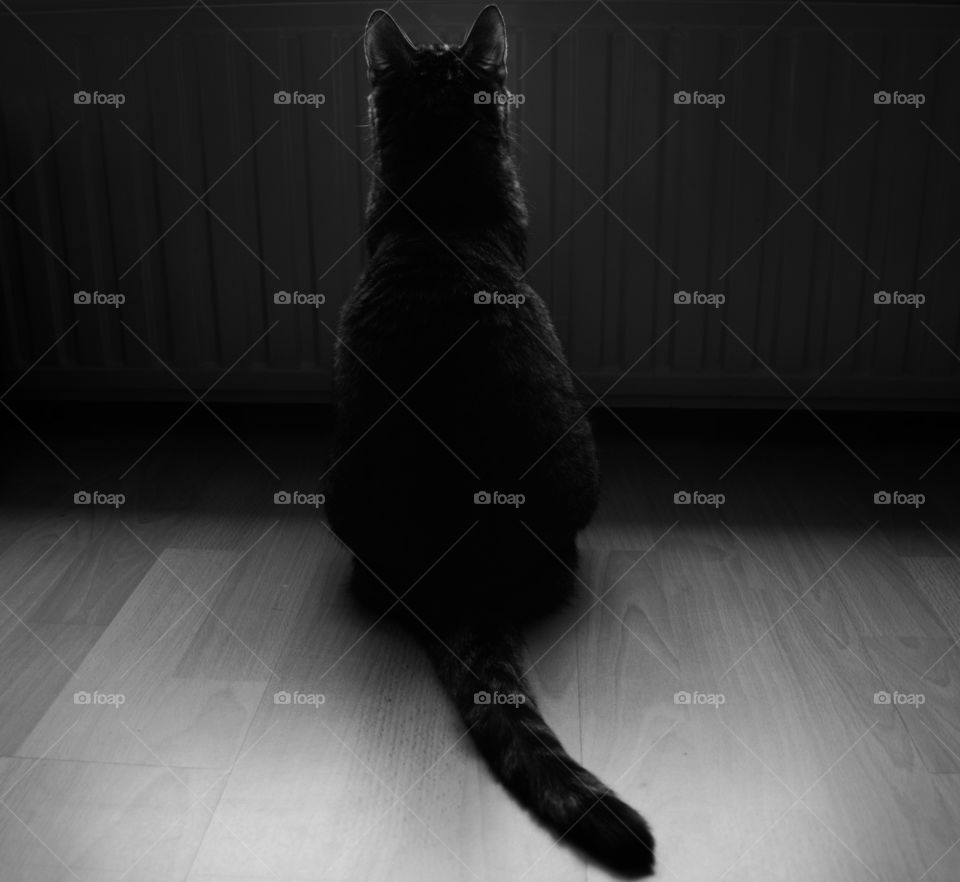 Black and white photo, cat, silhouette