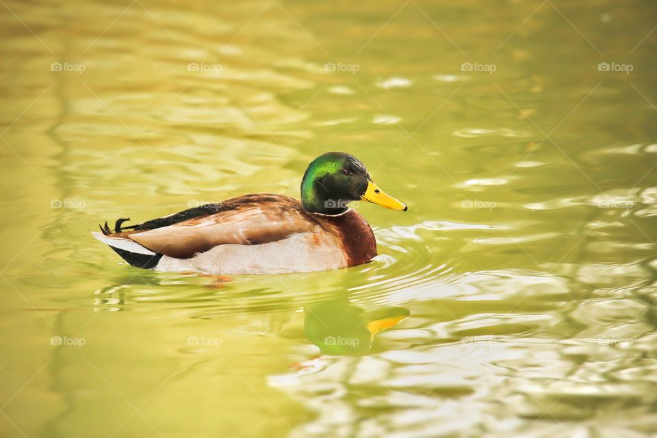 Mallard Duck