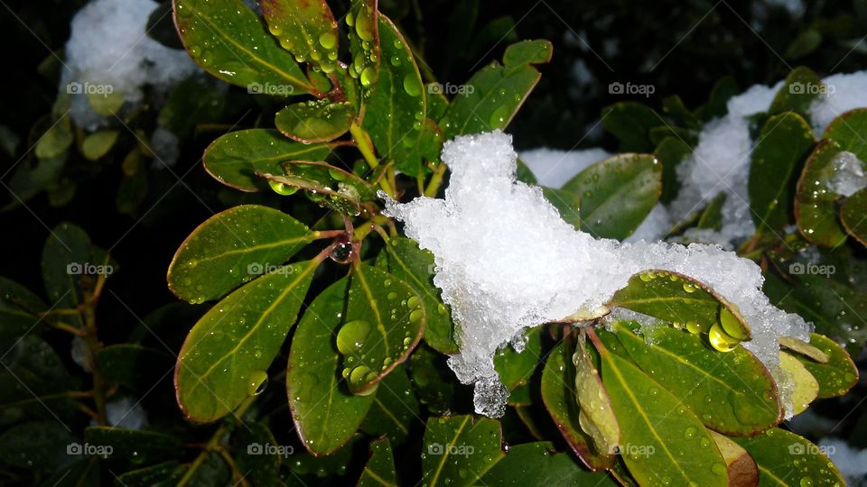 Nature, Leaf, No Person, Tree, Outdoors