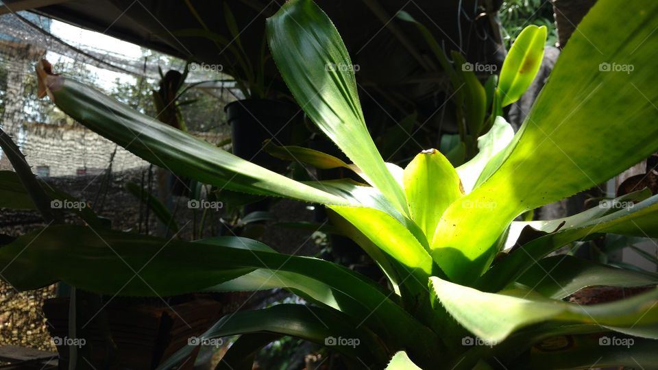 Reflexo da luz solar na planta.
