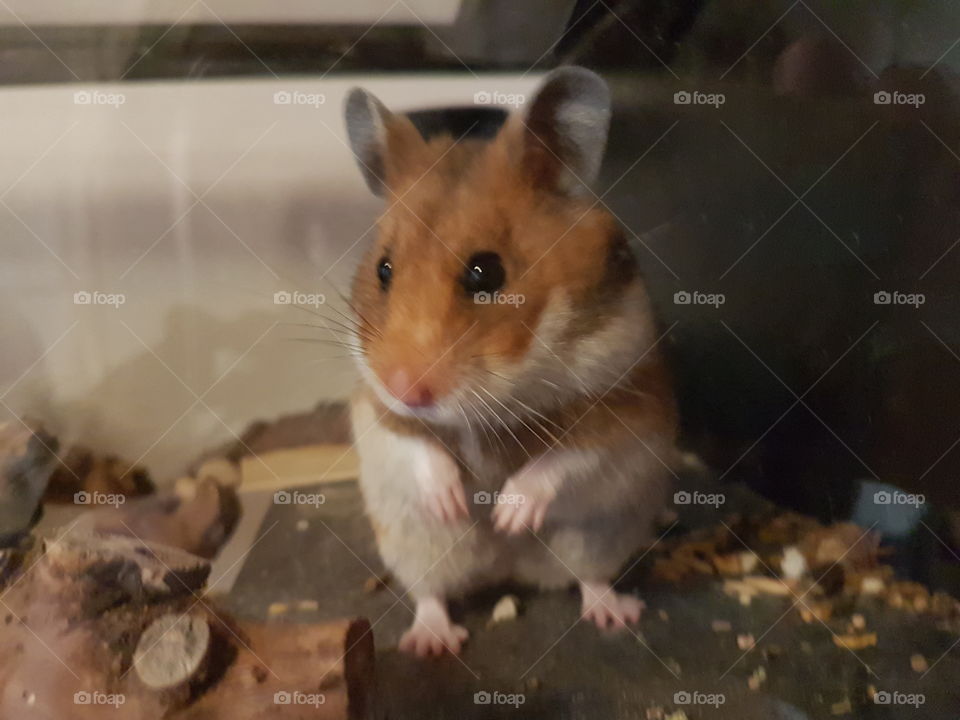 hamster