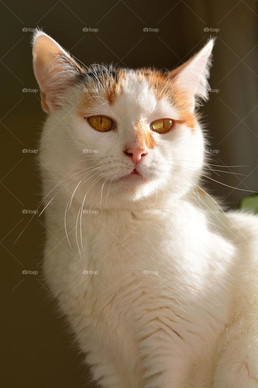 white cat funny beautiful portrait close up in sunlight