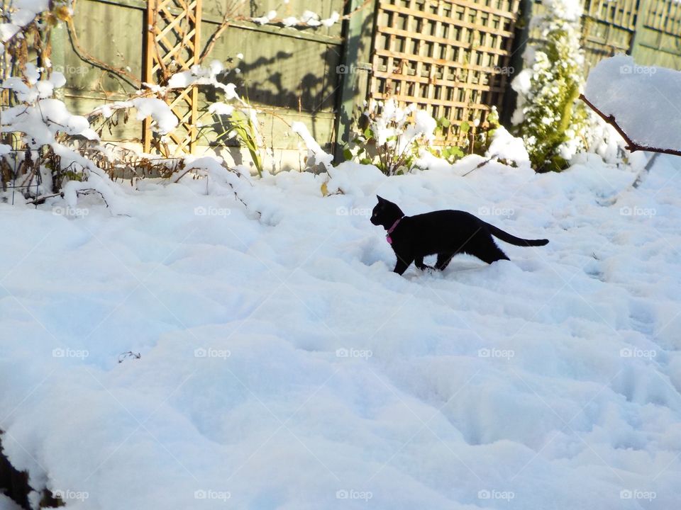 Snow exploring kitty 