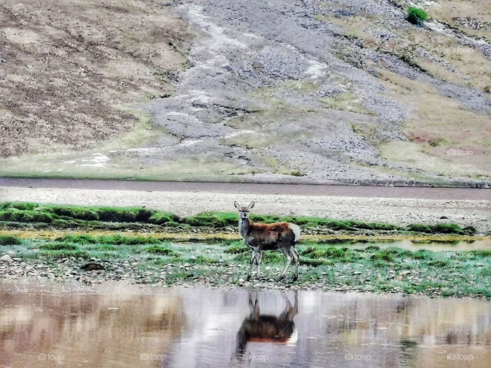 Deer at Glen Etive Glencoe