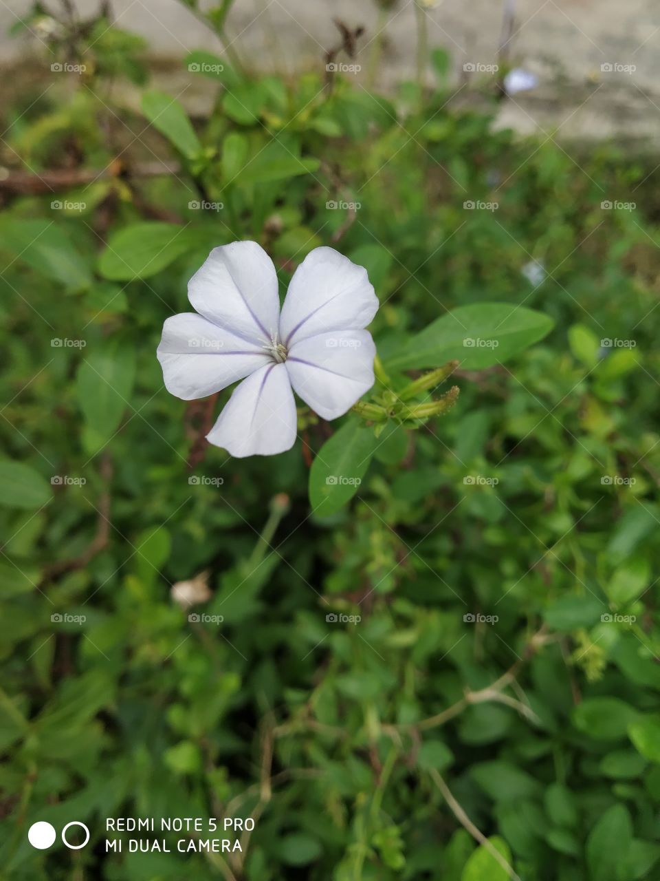 flower