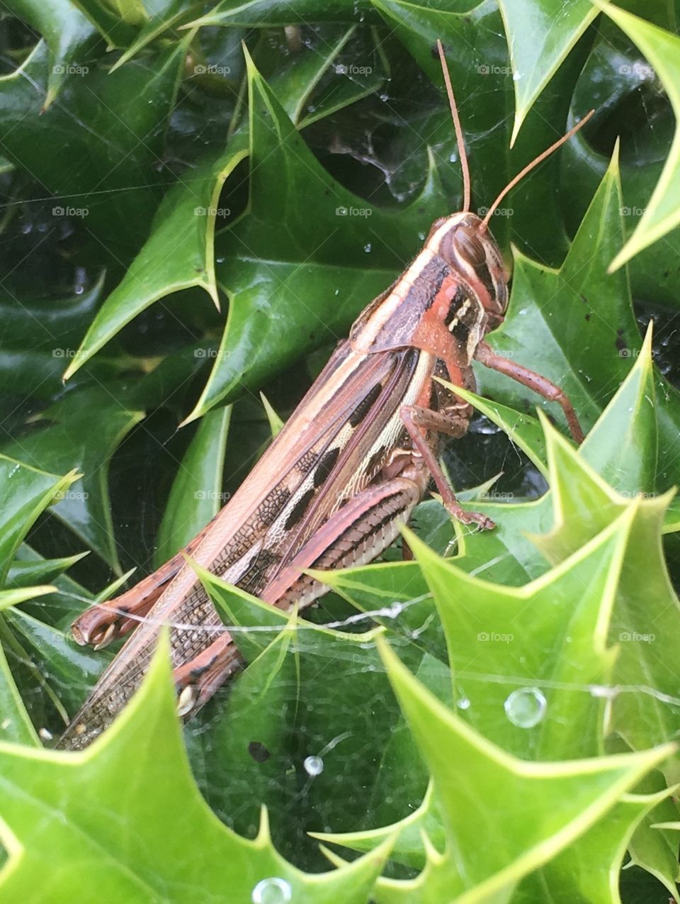 Locust in the bush 