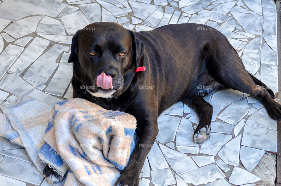 cachorro lambendo os beiços.