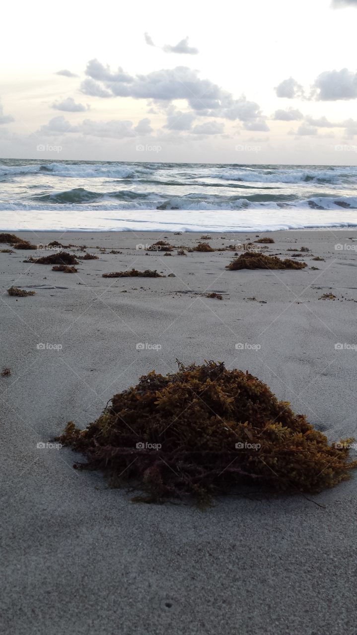 Seaweed on the Beach
