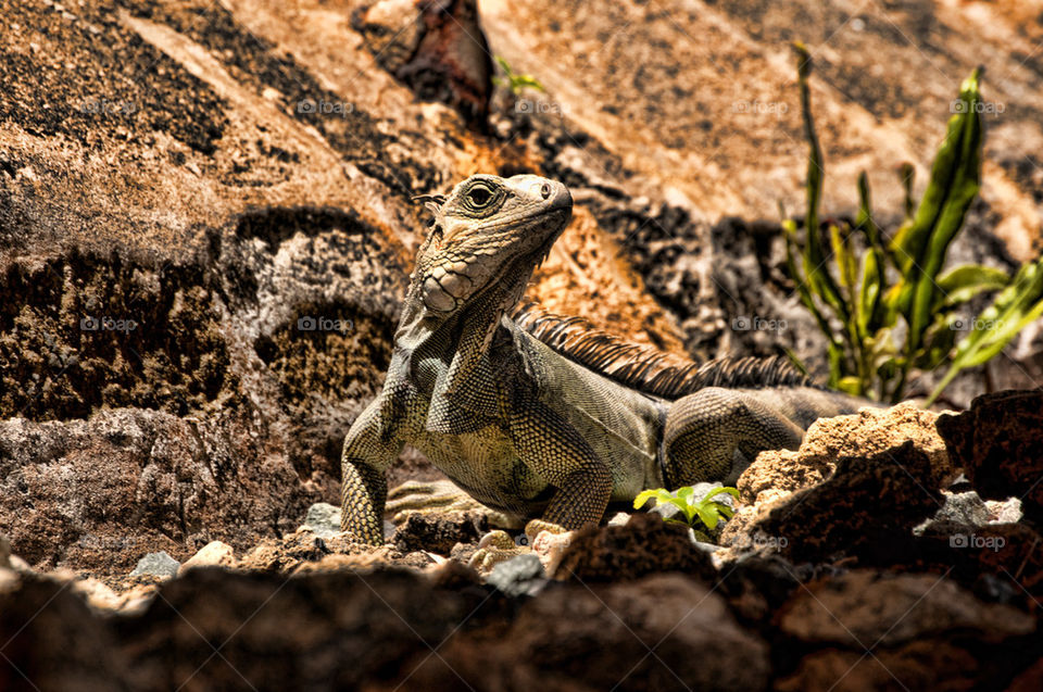 Proud Iguana 
