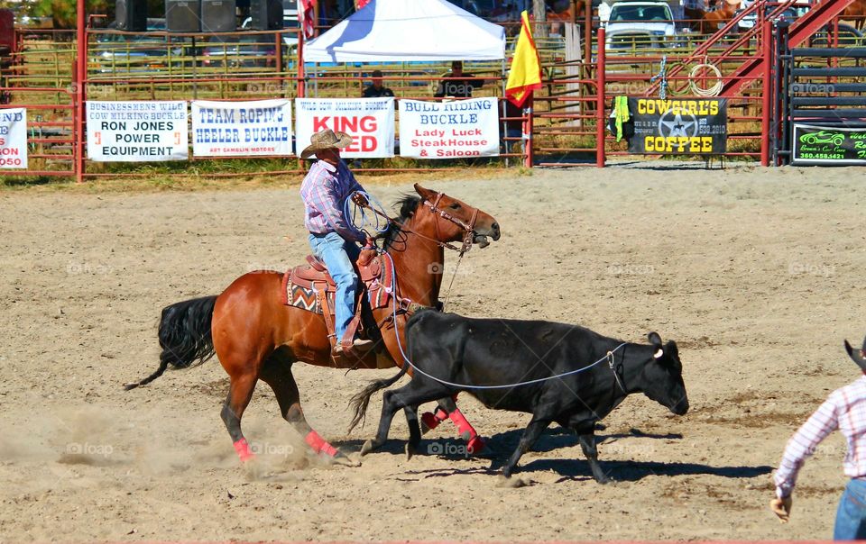 Cow Roping