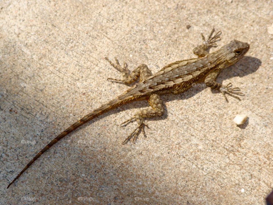 Sunbathing lizard