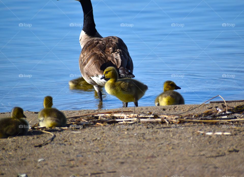 Baby geese on the beach behind their mother