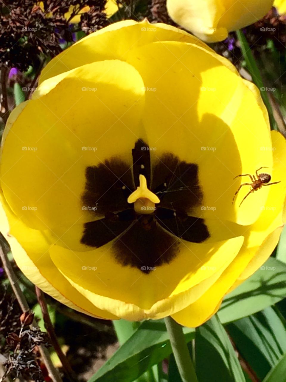 My Home. Spider making a new home in a tulip ...