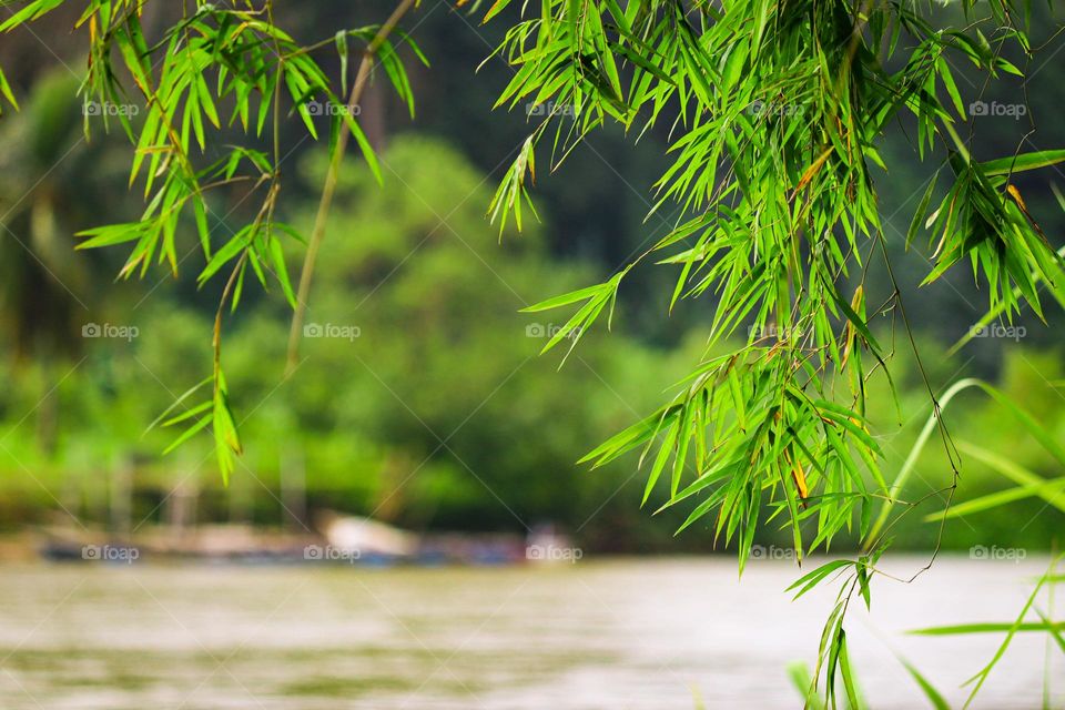 Green bamboo leaves represent calmness