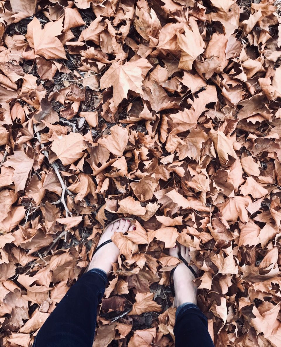 A Girl wearing black sandals and painted toenails Standing in a pile of crisp, golden leaves in the autumn.