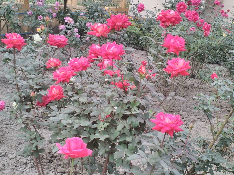 nice Rose garden