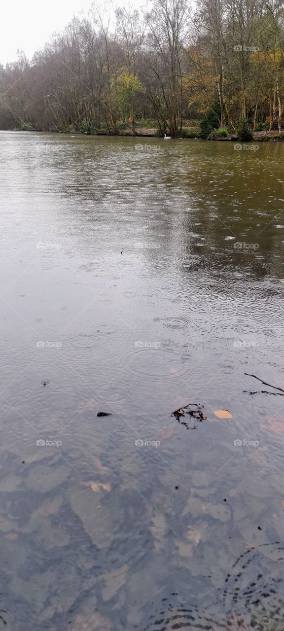 Rqin drops on the pond