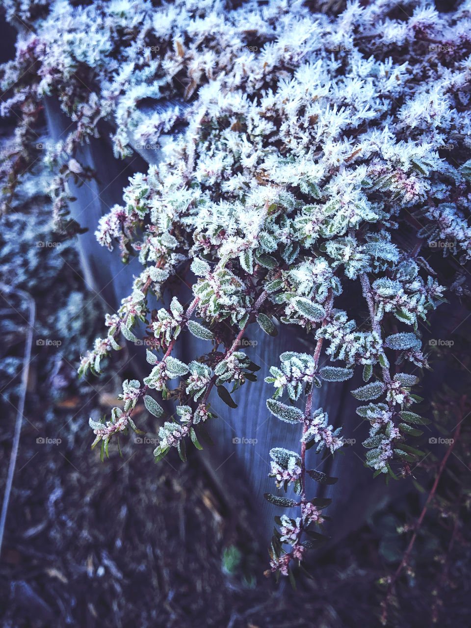 Frosty autumn morning