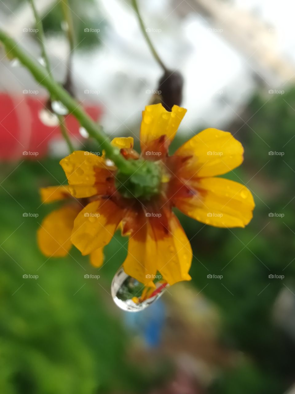 Beautiful water droplet