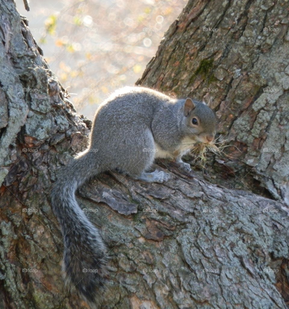 This squirrel has been busy playing on the trees all day