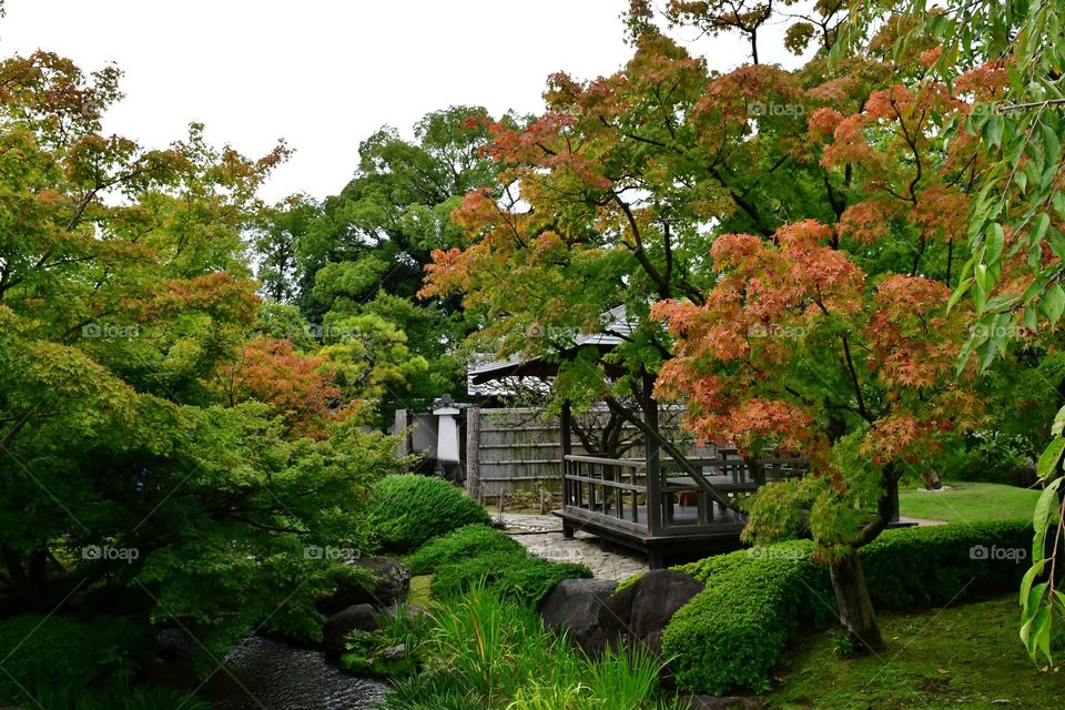 Japanese garden in the fall