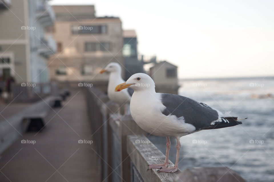 ocean white fence waiting by gene916