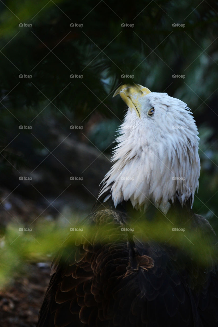 Close-up of wild eagle