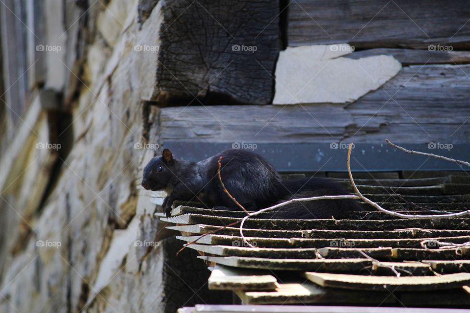 squirrel resting