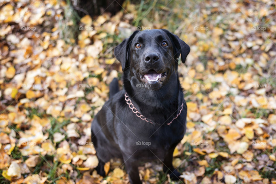 Labrador sitting in a park