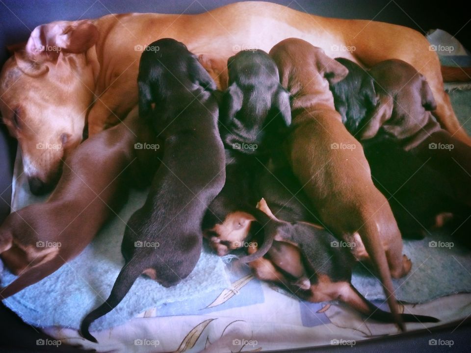 nursing mom .... dog and puppies ...
