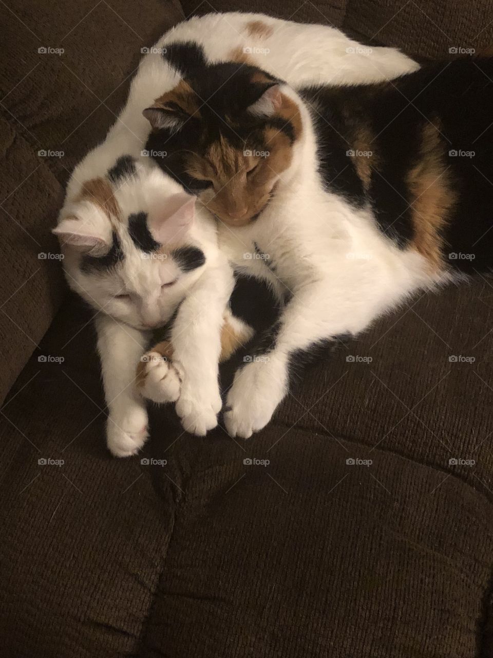 Sleeping cuddling kittens
