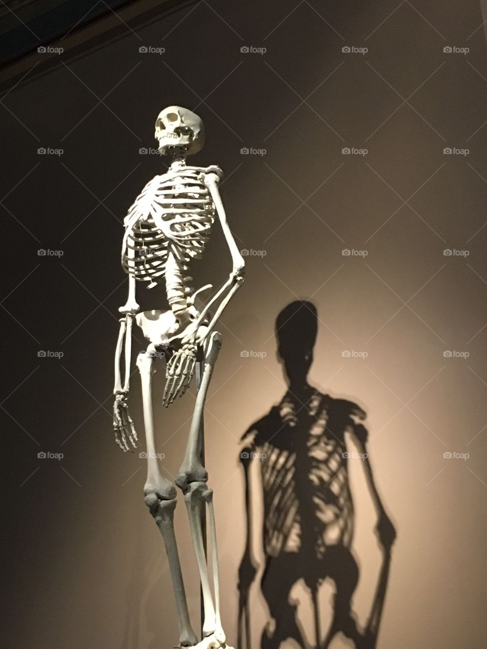 Human skeleton