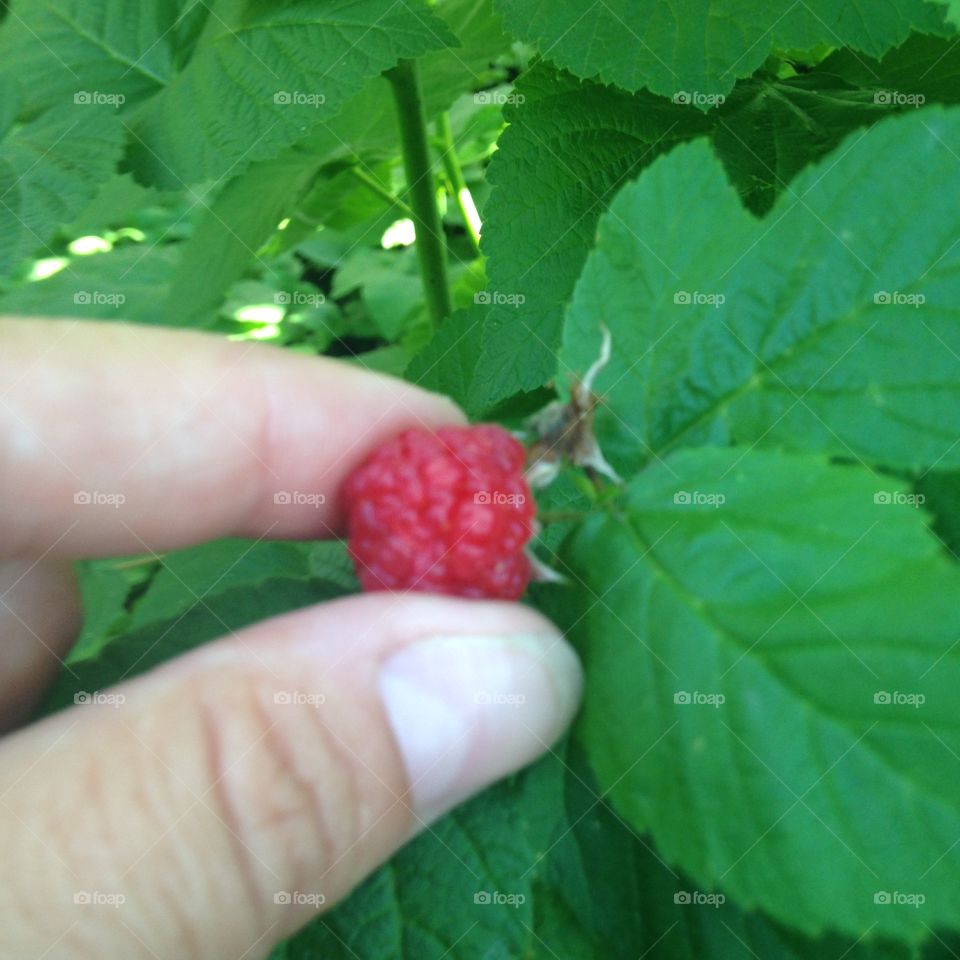 Fresh raspberry from the garden 