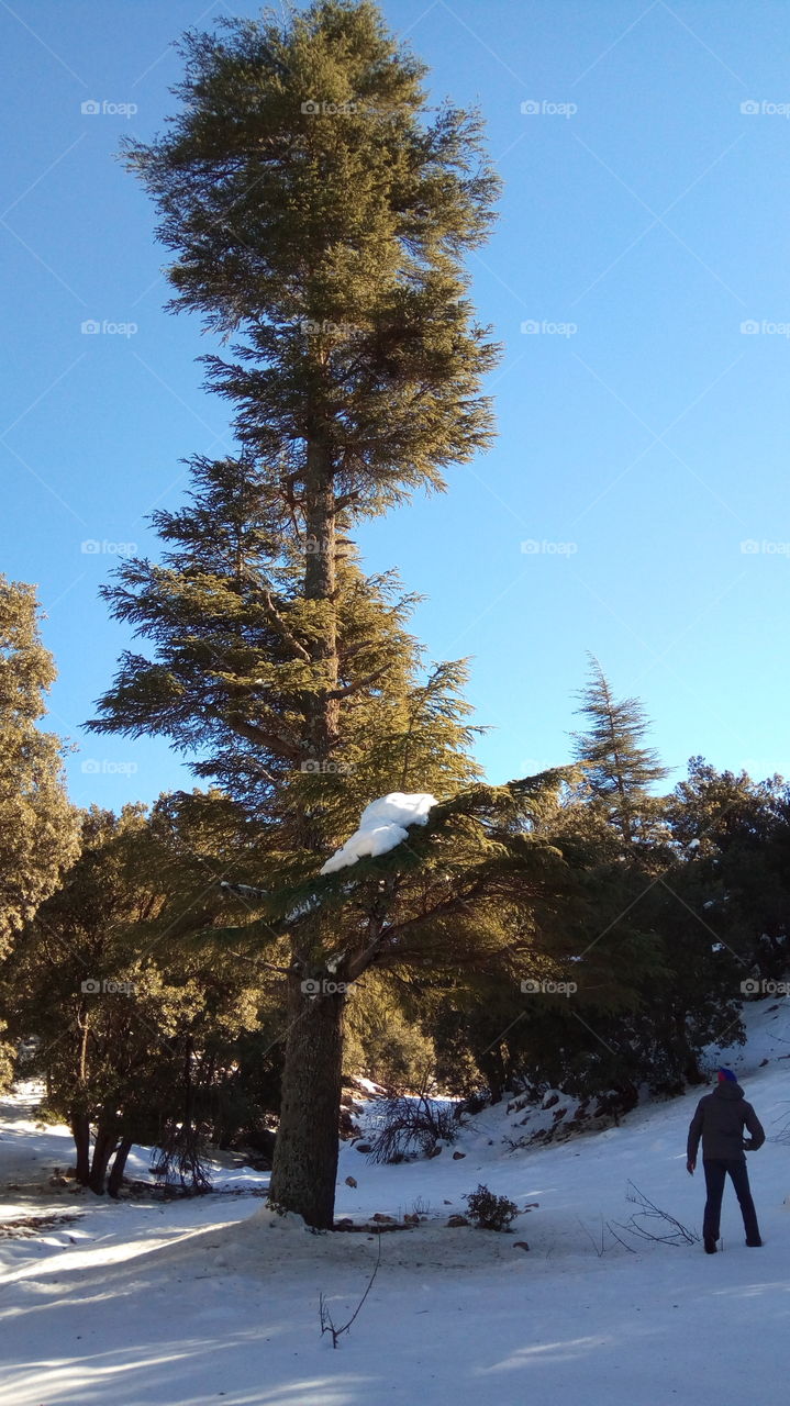 Tree, Winter, Snow, Landscape, No Person