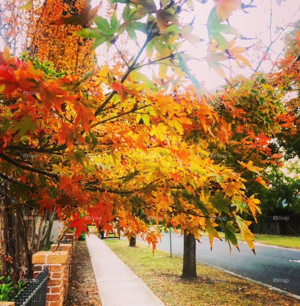 Autumn leaves on the footpath 