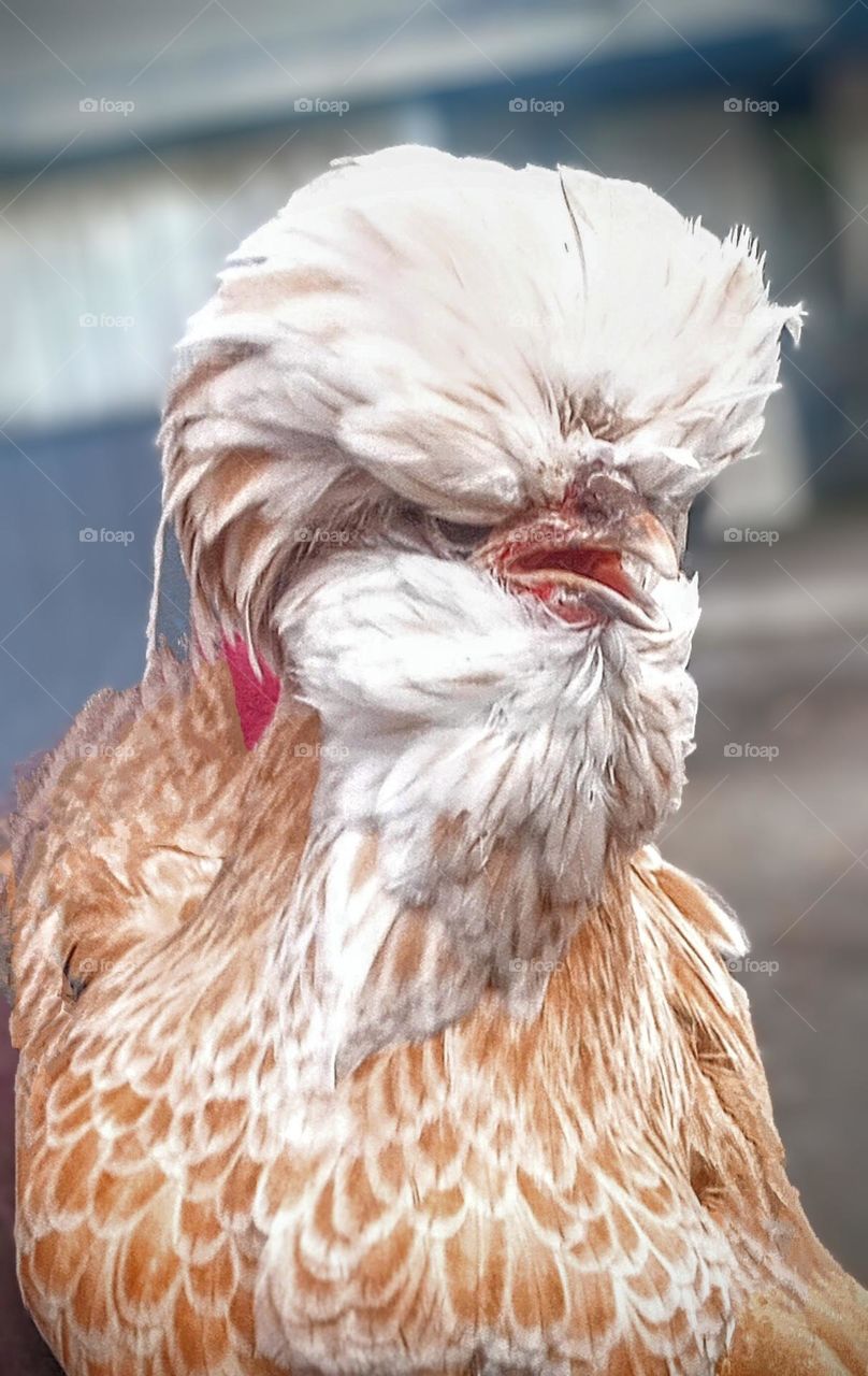 Big Headed Rooster