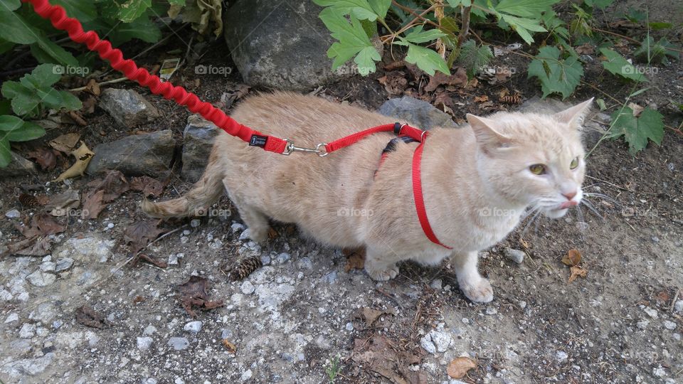walking pinky the cat.