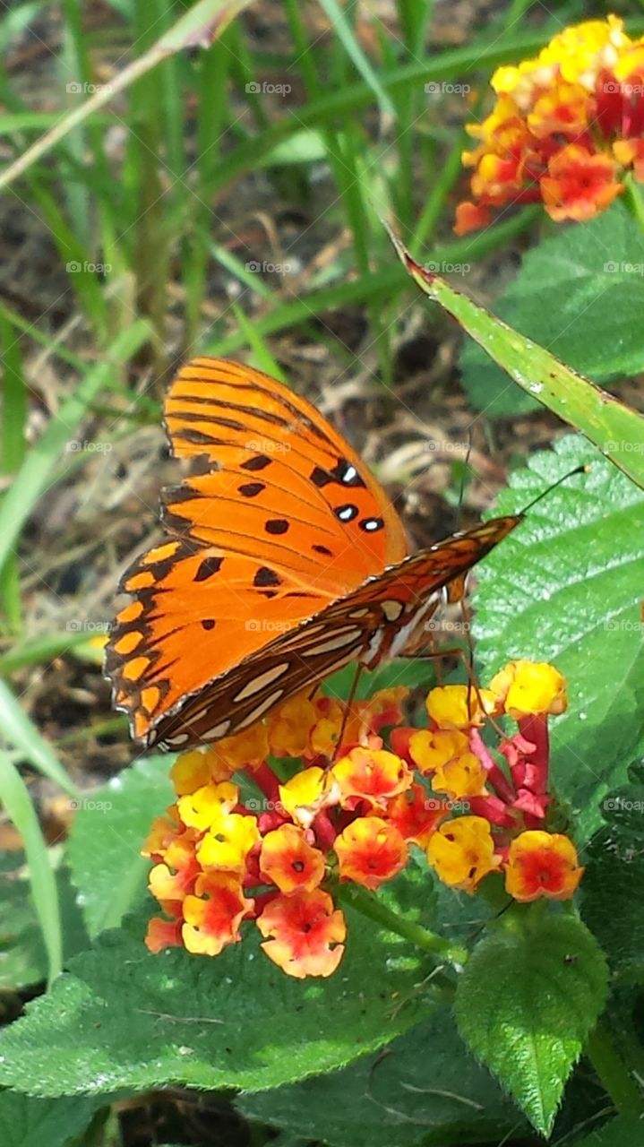 Butterfly drinking Nectar