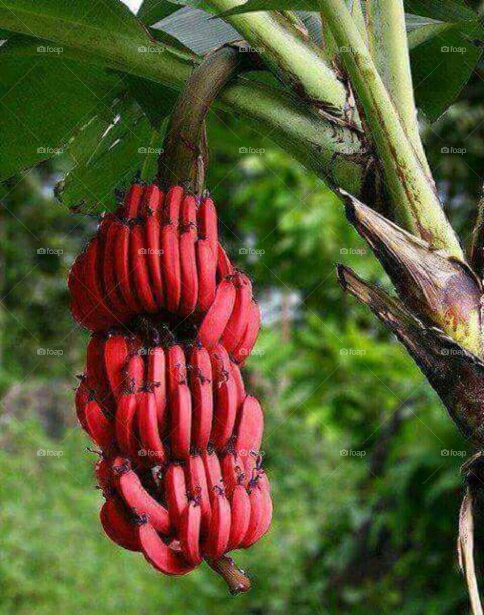banana roxa