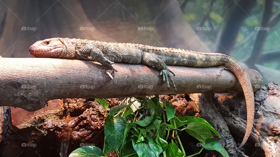 Lizard