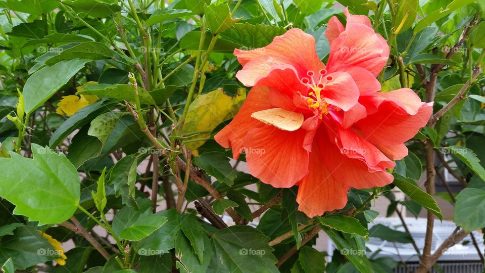 orange flower and a yellow butterfly