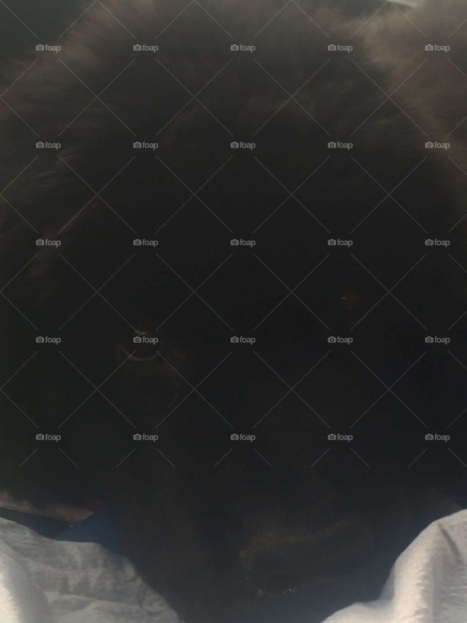 No Person, Snow, Winter, Dog, One